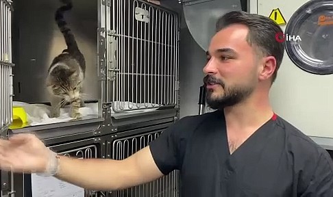 Sokak kedisi, kulağındaki tümörle veteriner hekimin ayağına gitti