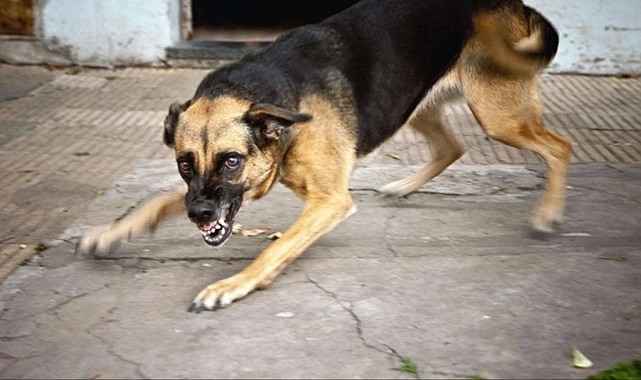 Sokak köpekleriyle ilgili düzenleme Meclis'e geliyor
