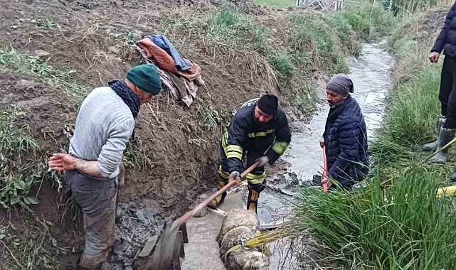 Sulama kanalına düşen koyunu itfaiye kurtardı