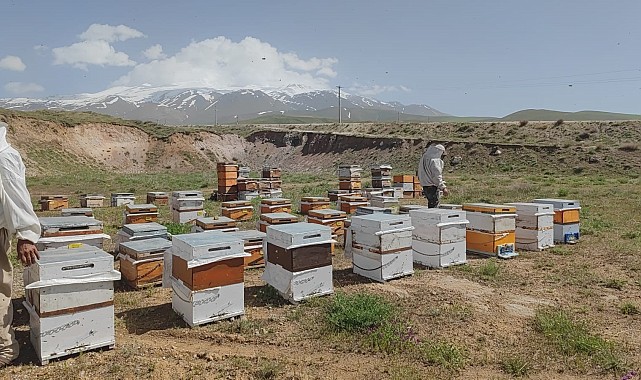 Süphan Dağı'nın eteklerinde üretim yapan arıcılar bu yıl yüksek rekolte bekliyor