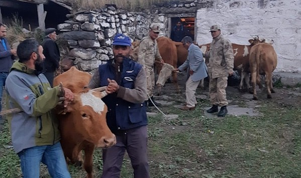Susuz’da çalınan hayvanlar Ardahan’da bulundu