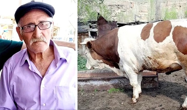 Yaşlı adam, düğün için geldiği köyde kurbanlık boğanın kurbanı oldu
