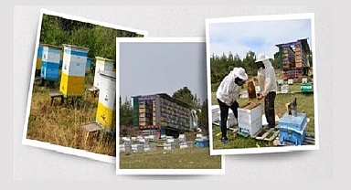 Yeni Arıcılık yönetmeliği Resmi Gazete'de yayımlandı