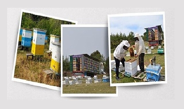 Yeni Arıcılık yönetmeliği Resmi Gazete'de yayımlandı
