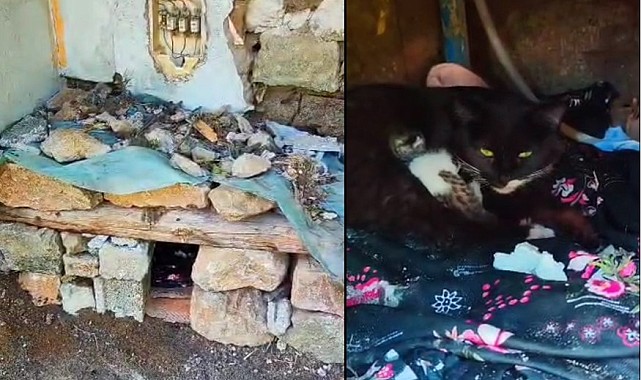 Yeni doğum yapan kediye yuva yaptılar
