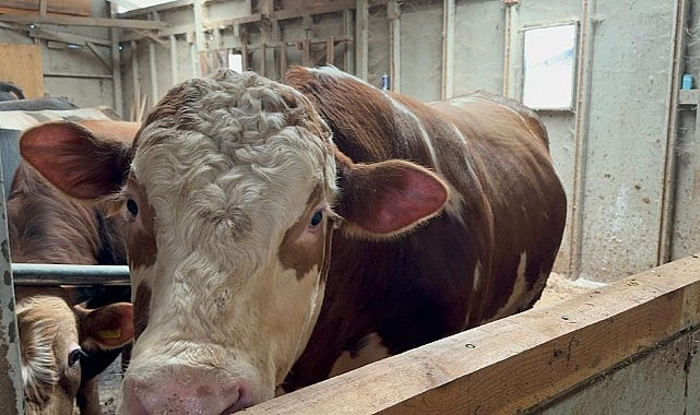 1 tonluk dana 200 bin liraya satıldı: "Bizi biraz yoracak"