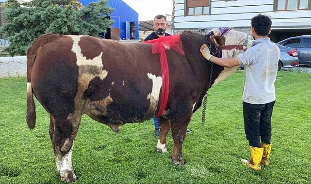 960 kilogramlık "Şampiyon" isimli boğa 230 bin liradan satışa çıktı