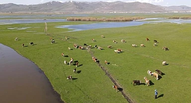 Ardahan'da doğa yeniden canlandı