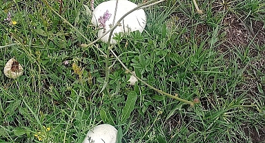 Ardahan'da yağmurdan sonra gelen bereket