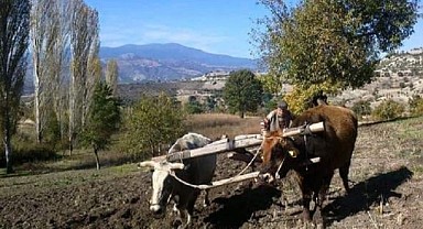 Ardahan karasabana geri döndü