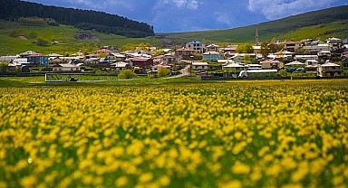 Ardahan ovası canlandı