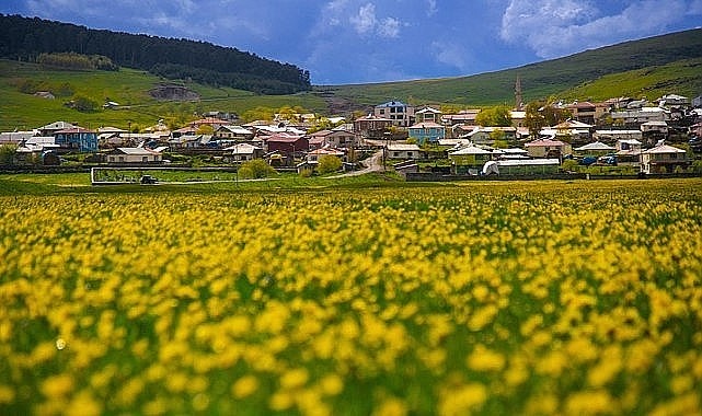 Ardahan ovası canlandı