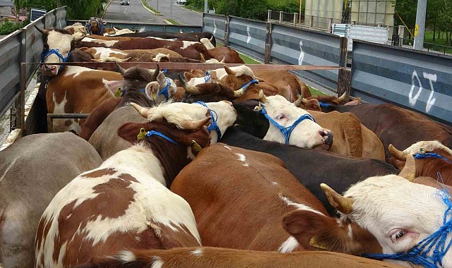 Ardahan'da kurban sevkiyatı sürüyor