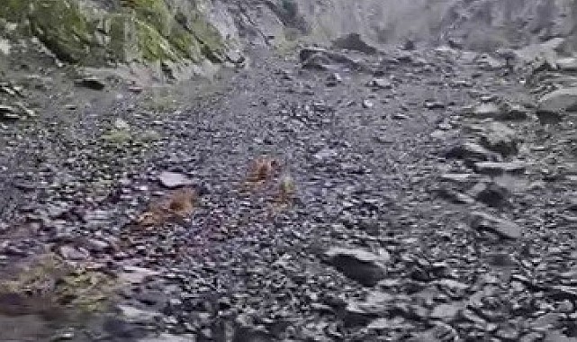 Ayı, motosikletli vatandaşları böyle kovaladı