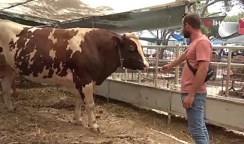 Ayvalık'ta yaklaşık 1 buçuk tonluk 'Paşa' Kurban Pazarı'nın gözdesi oldu