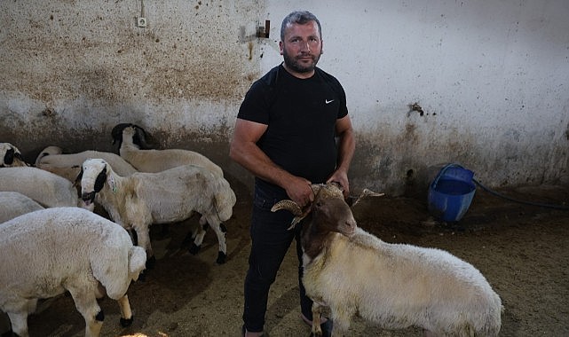 Başıboş köpek sürüleri dehşet saçtı, onlarca hayvan telef oldu