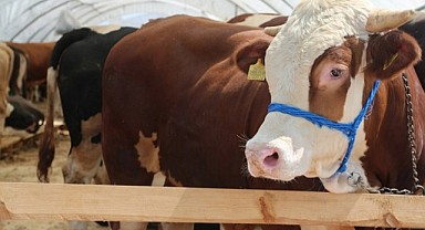 Besicilerin il dışına götürdüğü kurbanlıklar ellerinde kaldı