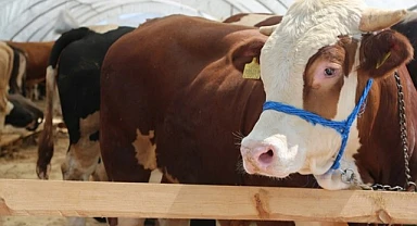 Besicilerin il dışına götürdüğü kurbanlıklar ellerinde kaldı