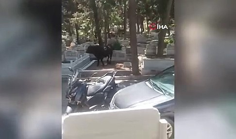 Beyoğlu’nda kızgın boğa mezarlığa daldı: İki kişiyi yaraladı, kabir ziyaretine gelenler çıkartıldı