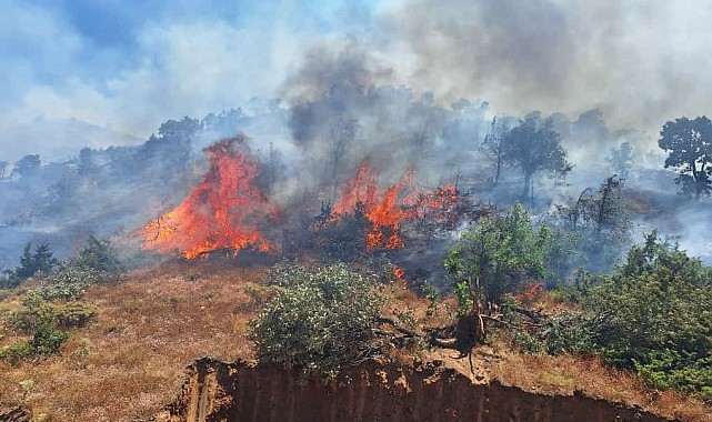 Bingöl'ün 2 ilçesinde orman yangını çıktı: Ekipler seferber oldu