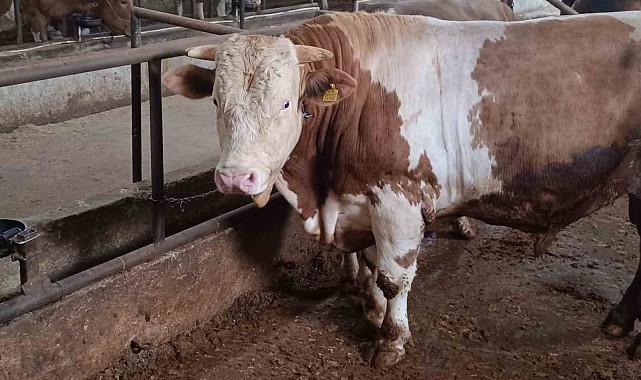 Bu kurbanlığın benzeri çok az, bin 850 kiloluk 'Paşa' yeni sahibini bekliyor
