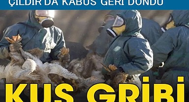 Çıldır’da kuş gribi salgını!