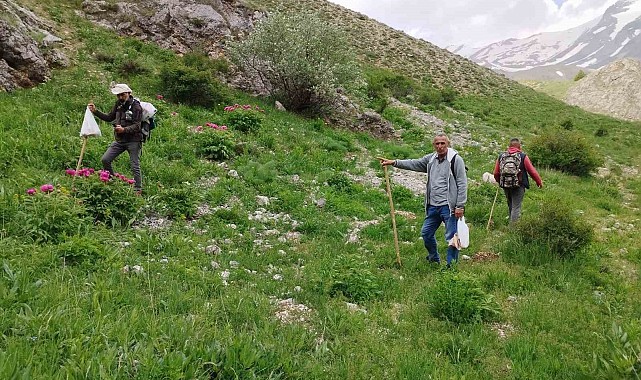 Dağlarda 20 kilometre yol kat edip mantar topluyorlar