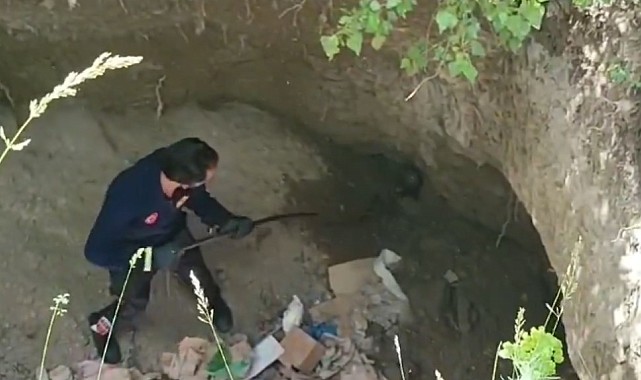Dev çukurda mahsur kalan Sarsar kurtarıldı
