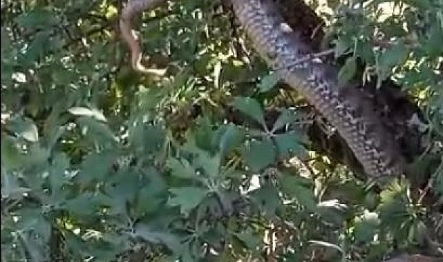 Elazığ'da 4 metrelik devasa yılanı görenler gözlerine inanamadı