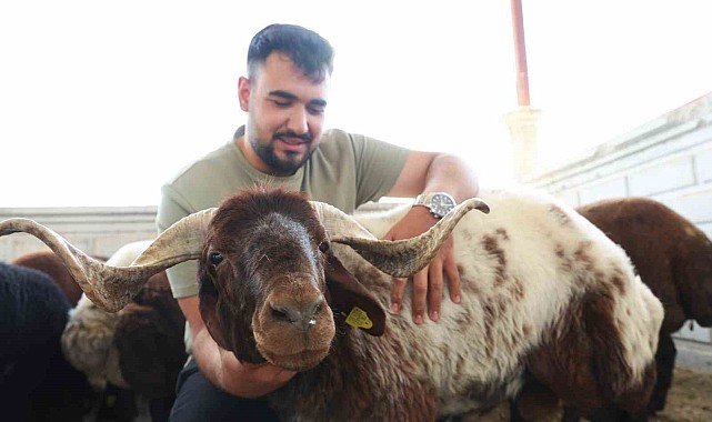 Elazığ'da kurbanlıklar görücüye çıktı