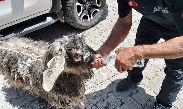 Kayalıklarda mahsur kalan kurbanlık keçiyi AFAD ekipleri kurtardı