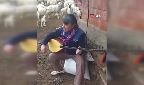 Koyunlarla koro kurdu: O çalıyor, koyunlar eşlik ediyor