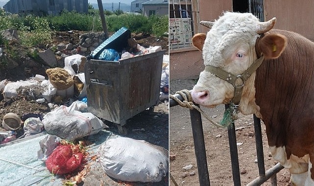 Kurban bitti atıkları yollarda kaldı