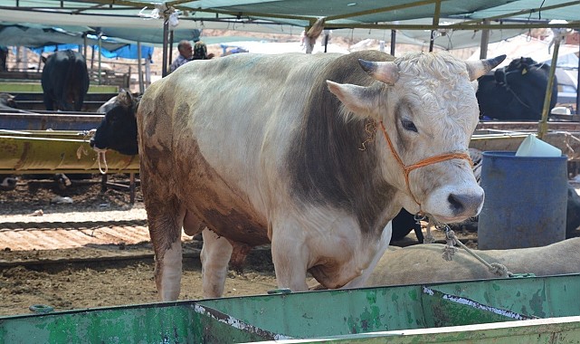 Kurbanlık seçerken bunlara dikkat edin