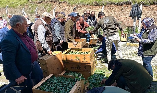 Posof’ta çiftçilere fide dağıtıldı