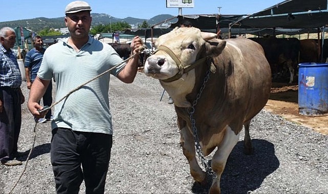 Tamı tamına 1,5 ton! 'Toros Kaplanı' isimli boğa, pazara ayak basar basmaz satıldı