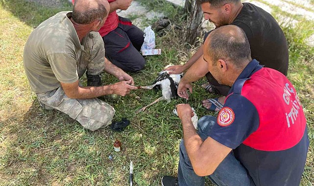 Yuvadan düşen yavru leyleklerin imdadına itfaiye ekipleri yetişti