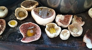 Ardahan'da mantar zamanı!