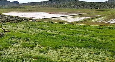 Ardahan'da yağışlar tarımı vurdu