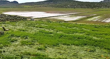 Ardahan'da yağışlar tarımı vurdu