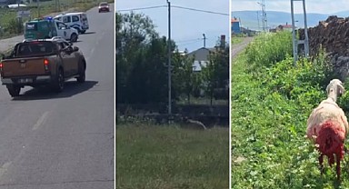 Ardahan Doğa Koruma ekipleri şehre inen boz ayıyı bölgeden uzaklaştırdı