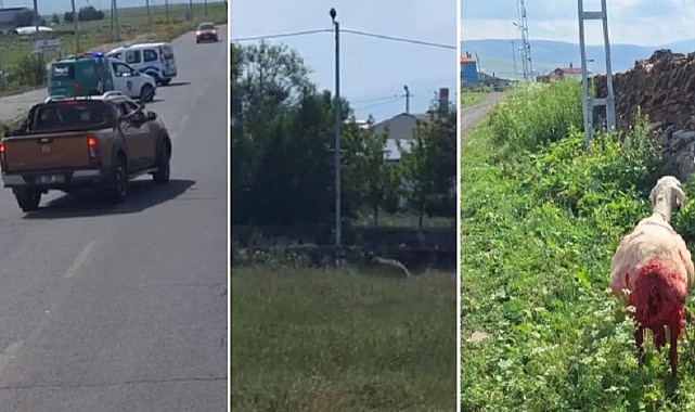 Ardahan Doğa Koruma ekipleri şehre inen boz ayıyı bölgeden uzaklaştırdı