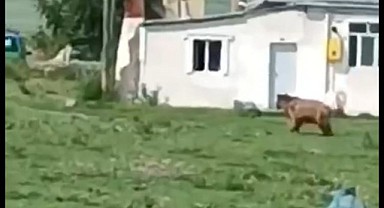 Ayı mahallede tur attı