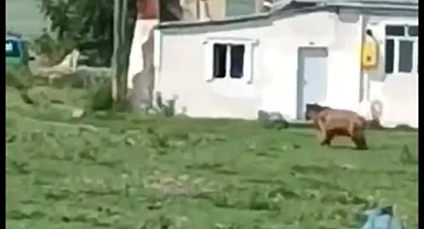 Ayı mahallede tur attı