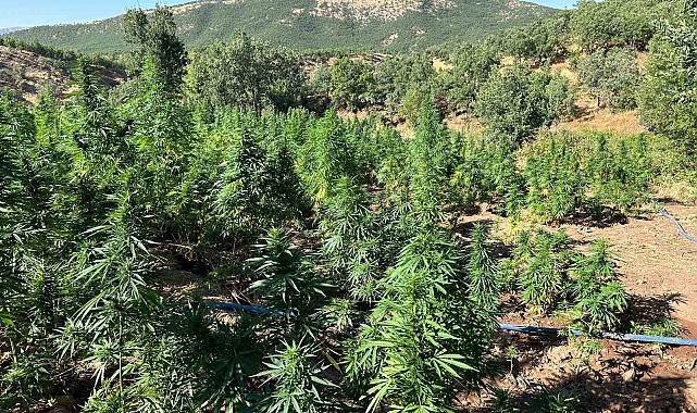 Bingöl'de 40 bin kök kenevir bitkisi ele geçirildi