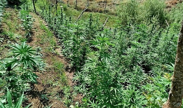 Bingöl'de kenevir ve skunk ele geçirildi