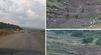 Domuz sürüsü karayoluna indi