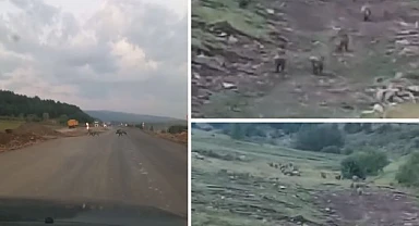 Domuz sürüsü karayoluna indi