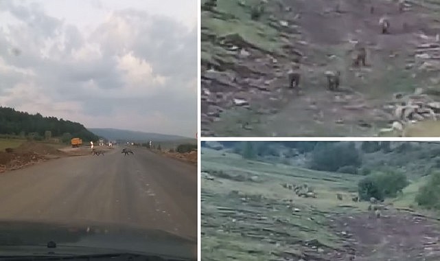 Domuz sürüsü karayoluna indi