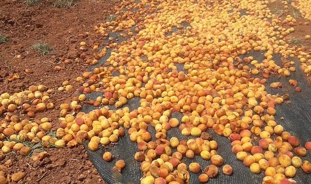 Domuz sürüsü tonlarca kayısıyı çöp etti